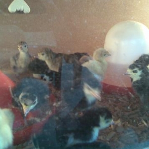 Rusiya hinduwka yumurtalari ve cuceler