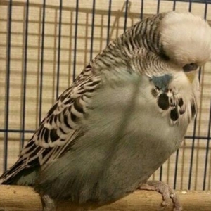 vistovchni hazir erkekdi qizgindi