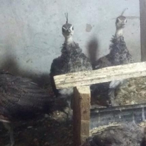 3 ayliq bala tovuzquwlari