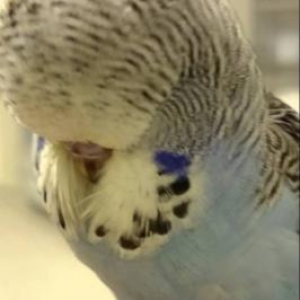 Ручные Птенцы выставочного