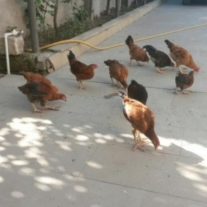 kənd colpaları, heyratı colpalar,cūcələr