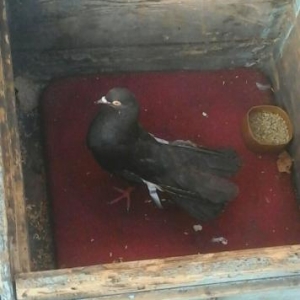 qara pavlin göyercin