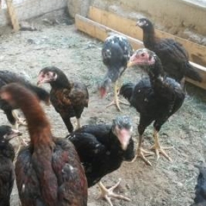 kənd colpaları, heyratı colpalar,cūcələr