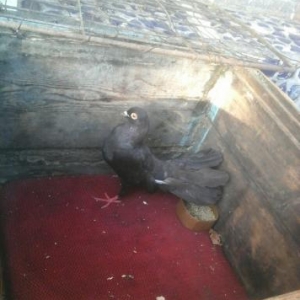 qara pavlin göyercin