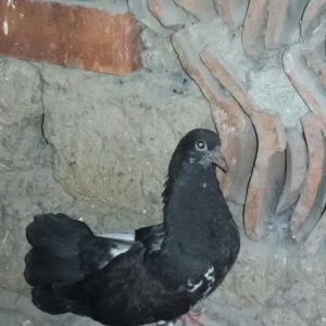 parapin 2 cut bala cutu