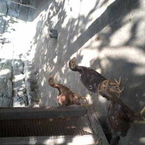 Heyrati bece fersiyle