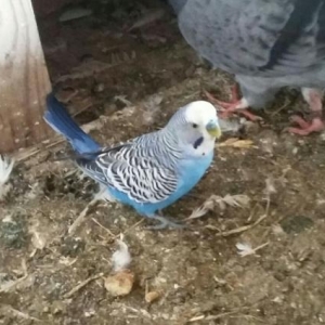 pakukayı istiyənlər