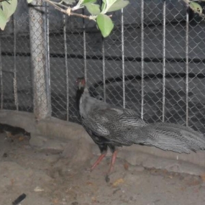 Gümüşü qırqovul