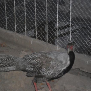 Gümüşü qırqovul