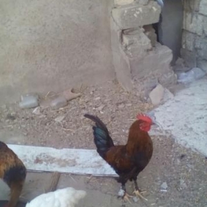 kend xoruzlarl satlllr