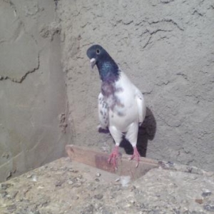 Qarabawdar satlir cutu