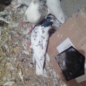 Qarabawdar satlir cutu