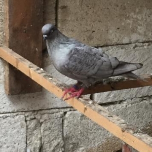 quwlar satilir.. cutu yuz manat