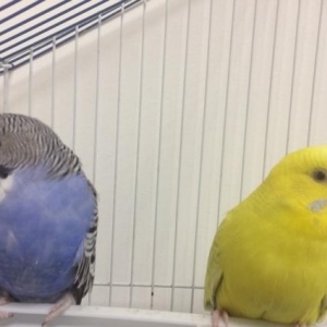 saglam quslardi qiymetde razilasmaq olar