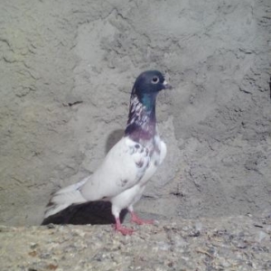 Qarabawdar satlir cutu