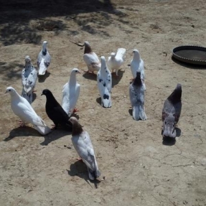 optavoy quşlar satılır.