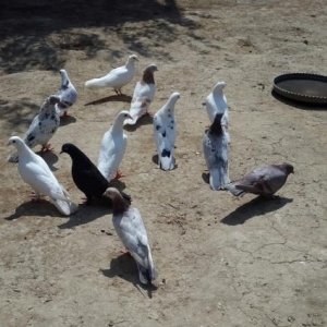 optavoy quşlar satılır.