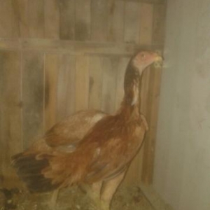 cins fərələr satılır