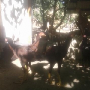 cins fərələr satılır