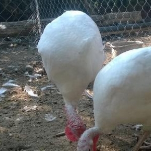 Hind quşu (hinduşka)