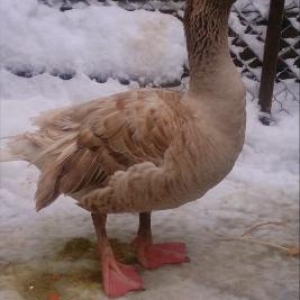 tulski qazlar satíram 4 dene ucuz vererem