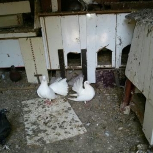 göyərçin satıram