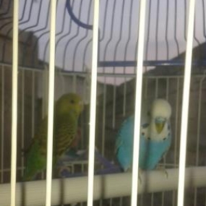 cutduler erkek dişi