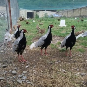 satılır  Qirqovul cücələri Rumin, Qafqaz, Ağ