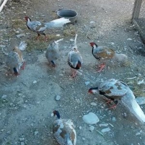 Qirqovul yumurtasi ve cuceleri satishi.