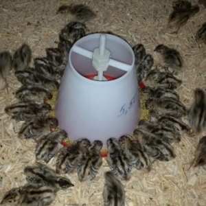 Qirqovul yumurtasi ve cuceleri satishi.