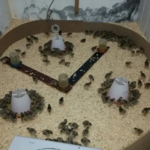 Qirqovul yumurtasi ve cuceleri satishi.