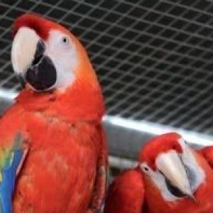 ARA papuqayi sifarishle 8 aylıq