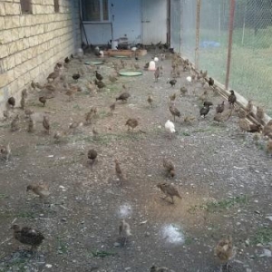 satılır  Qirqovul cücələri Rumin, Qafqaz, Ağ