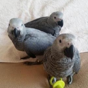 Jako 6 ayliq sifarishle