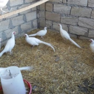 Qirqovul yumurtasi ve cuceleri satishi.