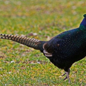 Qirqovul yumurtasi ve cuceleri satishi.