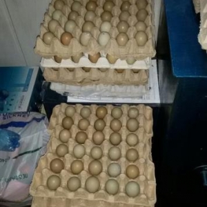 Qirqovul yumurtasi ve cuceleri satishi.