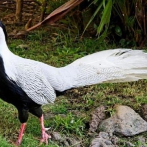 Qirqovul yumurtasi ve cuceleri satishi.