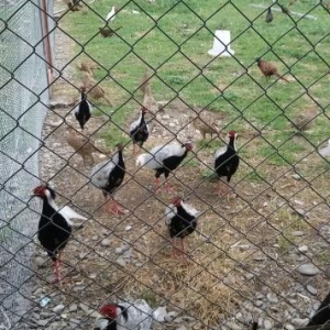 satılır  Qirqovul cücələri Rumin, Qafqaz, Ağ