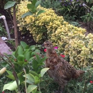 Qafqaz Qirqovul sortunun balalari