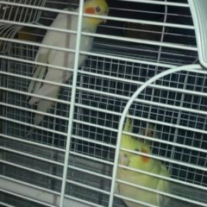 aq hazlr cut quwlardl