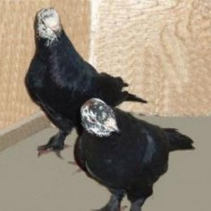 salam aleykum cil aliram