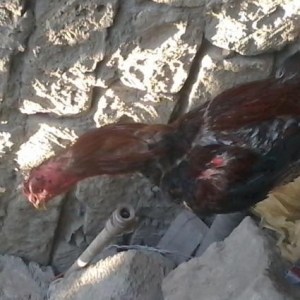 Heyrati xoruz satilir