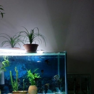 Akvarium+baliqlar