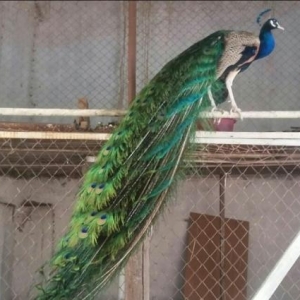 5 iluk 2 fere 1 xoruz tovuz quwu satilir tebiet qoynunda beslenib