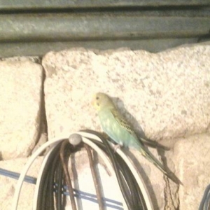 3 eded bala papuqay satilir