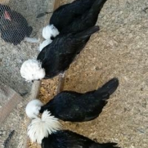 3 fere 1 xoruzdu hazir damazliq xeyvanlardi .