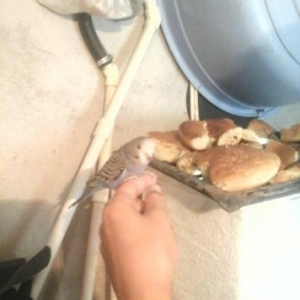 3 eded bala papuqay satilir