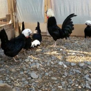 3 fere 1 xoruzdu hazir damazliq xeyvanlardi .