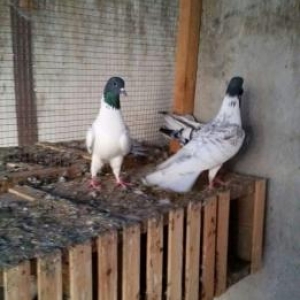 qara baw satilir ter temiz qan efqanka bilen bilir nedi cox quyruqdu